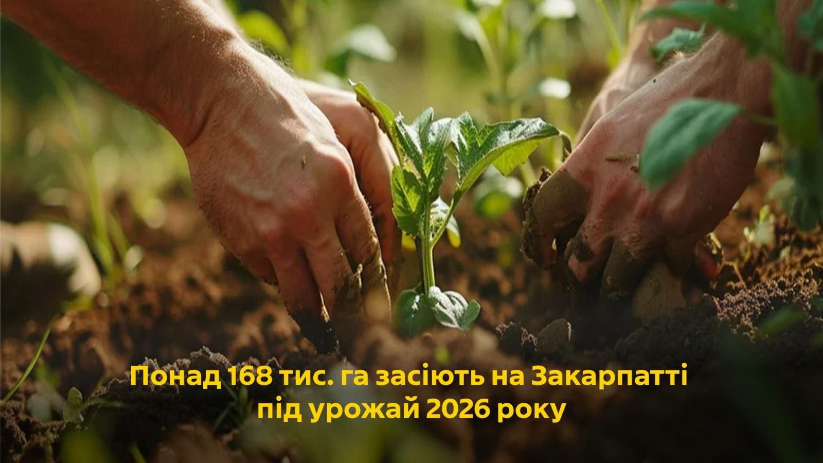 Посівна-2026: аграрії Закарпаття завершили сівбу ранніх зернових